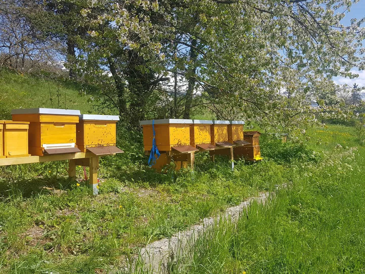 Ruches jaunes au milieu d’un verger fleuri