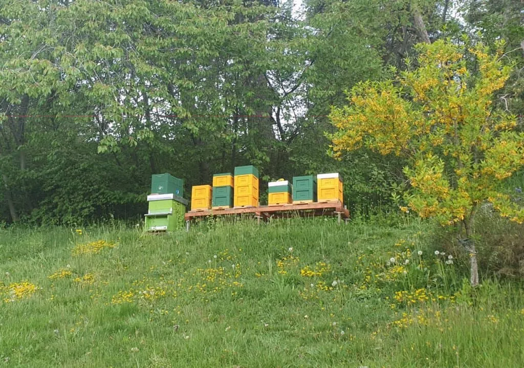 Small colourful hives in a meadow with trees