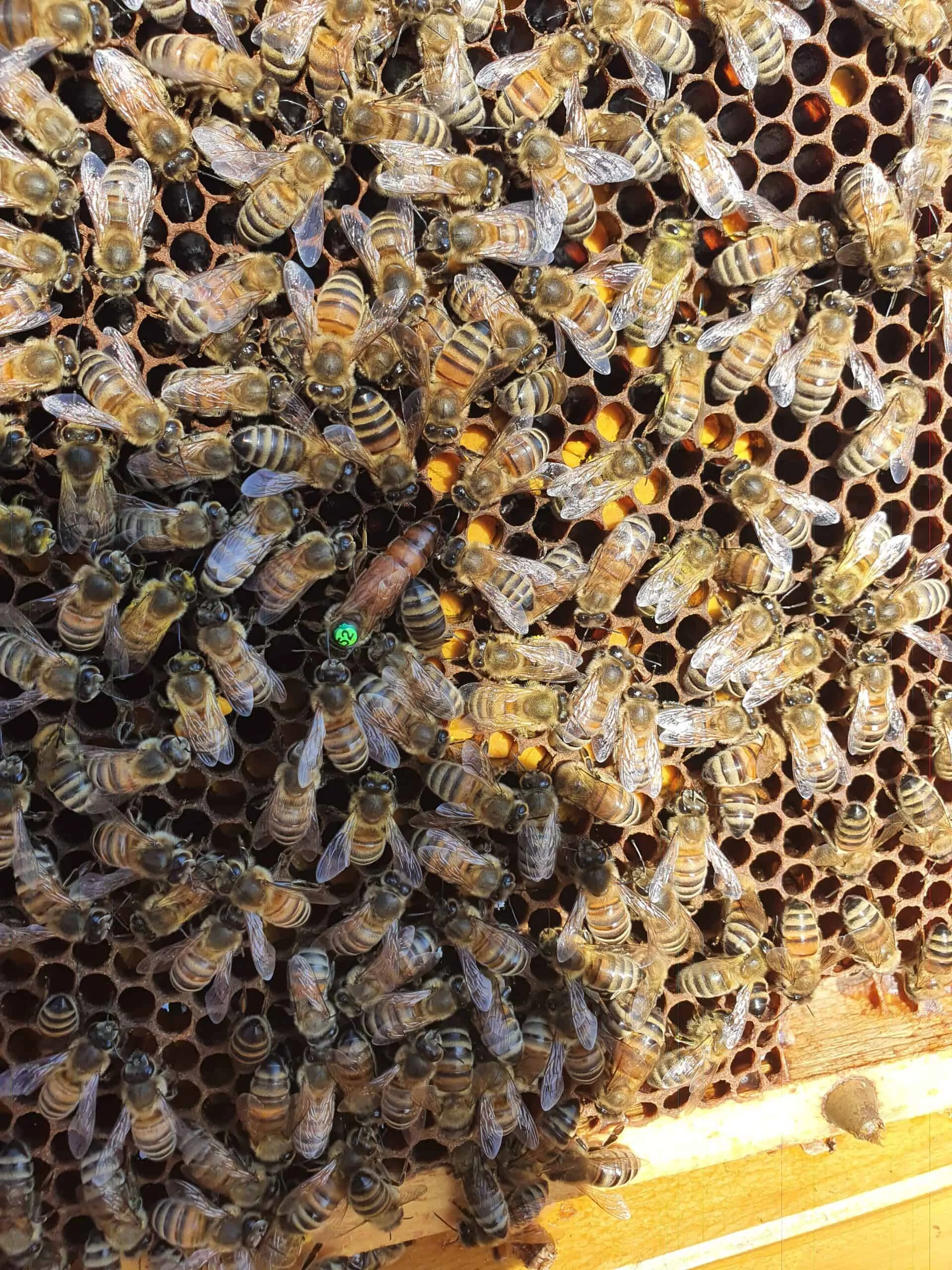 Bienen auf einer Wabe mit einer grün markierten Königin