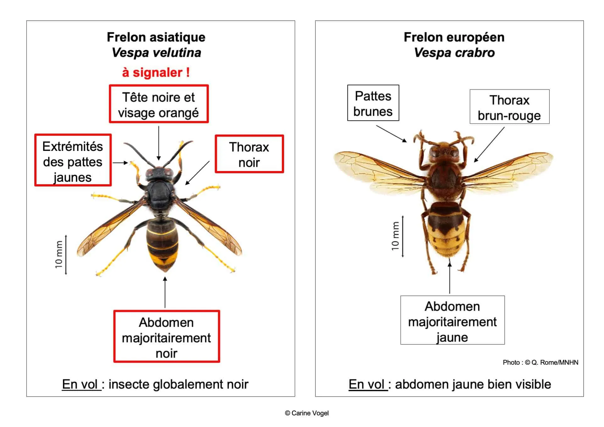 Tavola comparativa delle caratteristiche del calabrone asiatico ed europeo, in francese