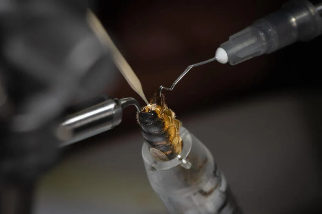 Precision equipment for queen breeding