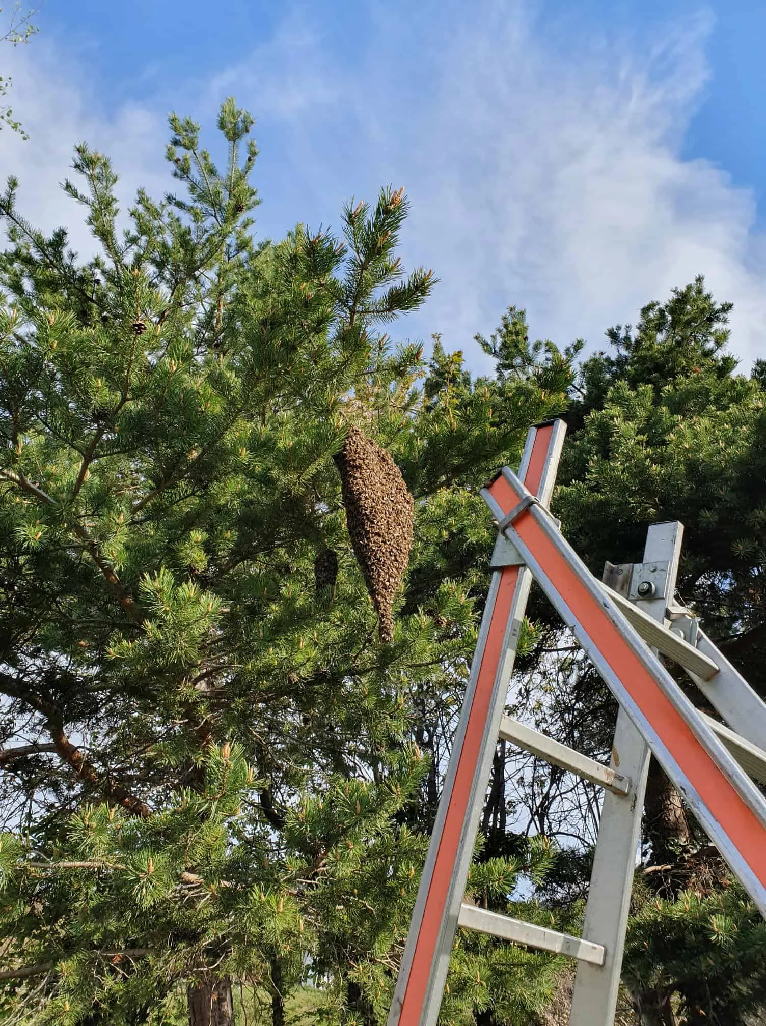Sciame di api a grappolo su un ramo di conifera
