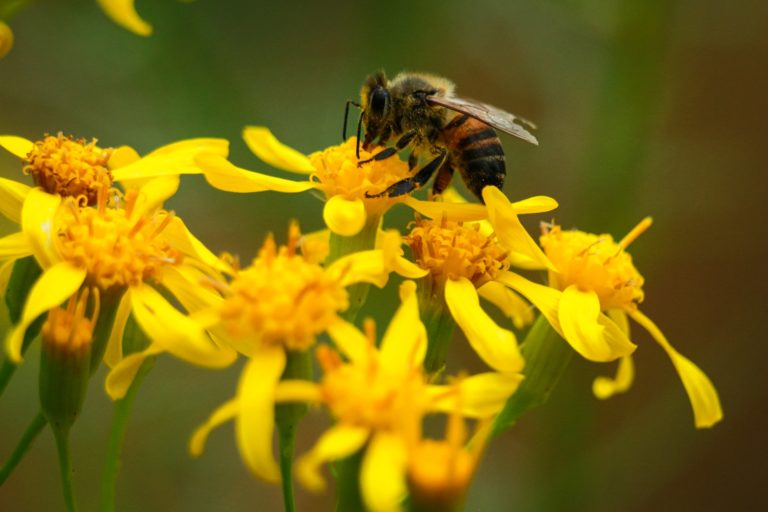 a bee is sitting on a yellow flower