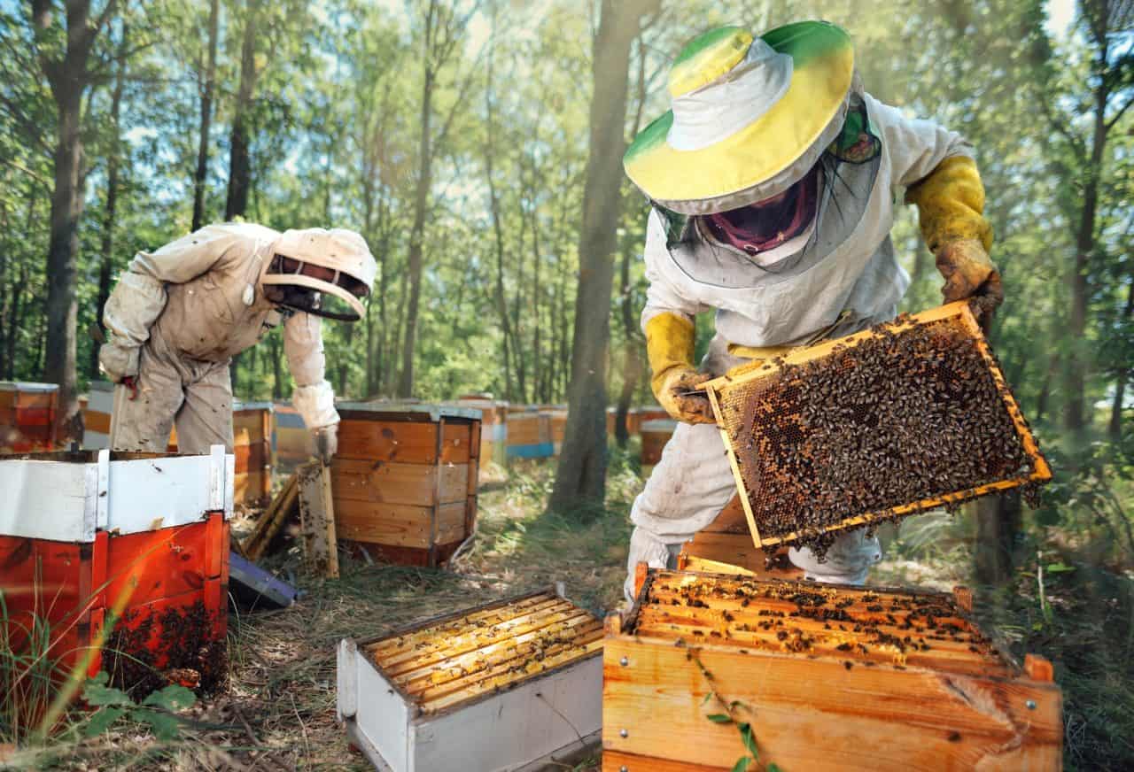 Apiculture