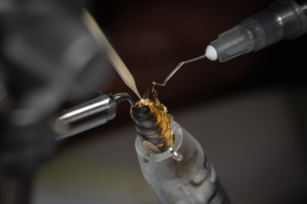 Insémination Reines abeilles